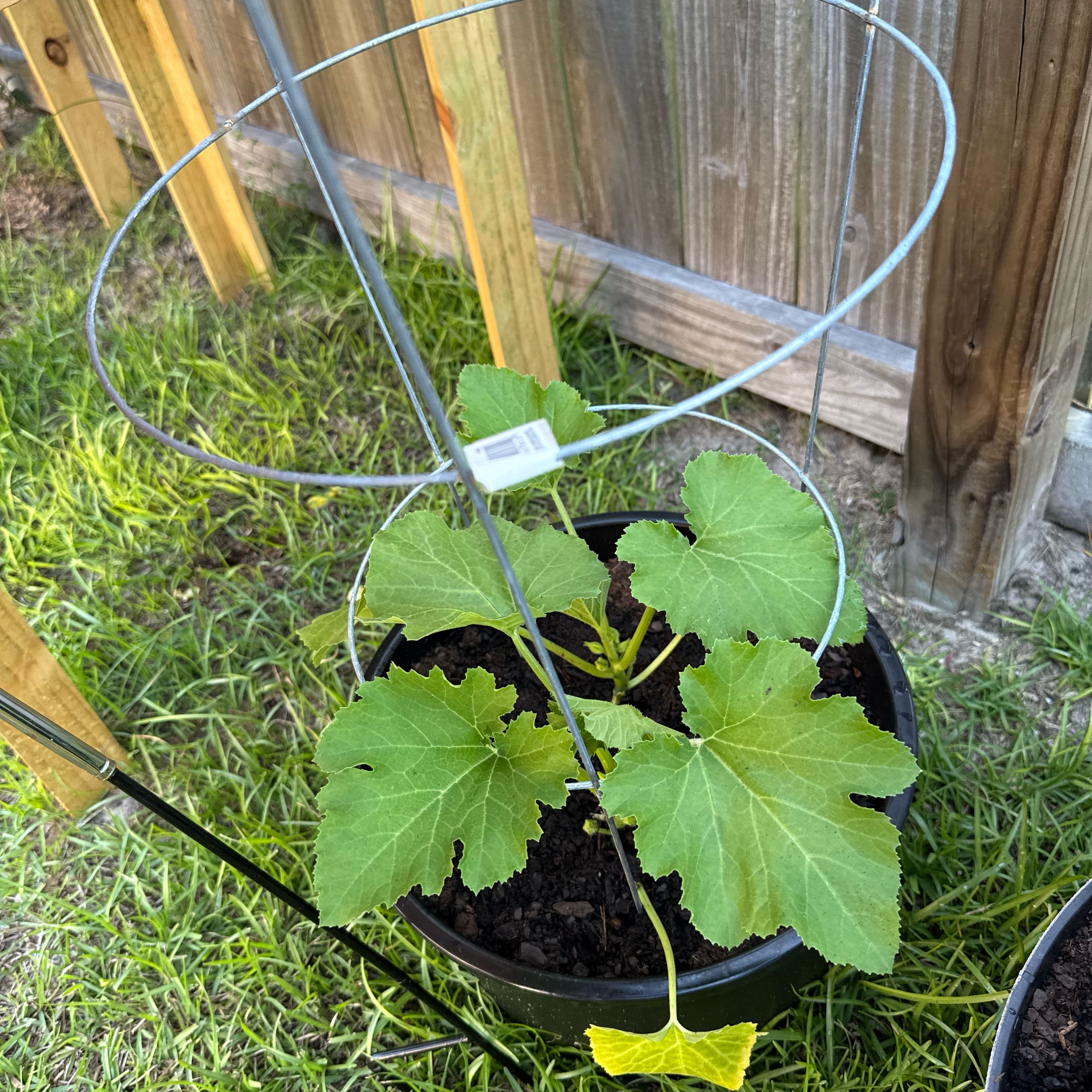Photo of the plant species Black Beauty Zucchini by @DirectHeather75 named Zeus on Greg, the plant care app