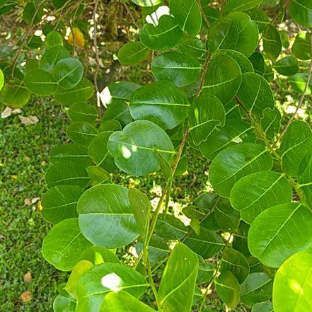 Photo of the plant species Coco Plum by @HomelyMorombe named Wall-E on Greg, the plant care app