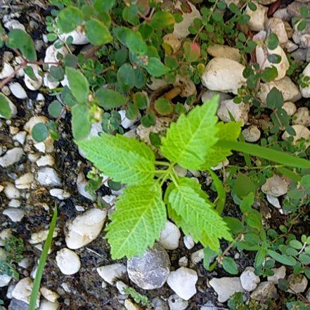 Photo of the plant species Buck's-Beard by @HomelyMorombe named Walt on Greg, the plant care app