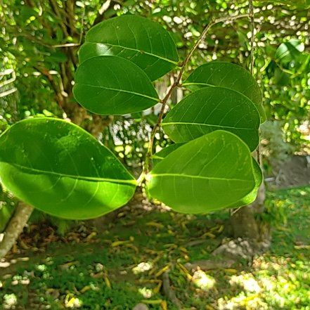 Photo of the plant species Coco Plum by @HomelyMorombe named Delilah on Greg, the plant care app