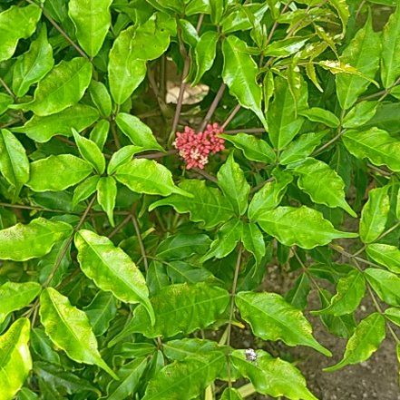 Photo of the plant species European Red Elderberry by @HomelyMorombe named Bella on Greg, the plant care app