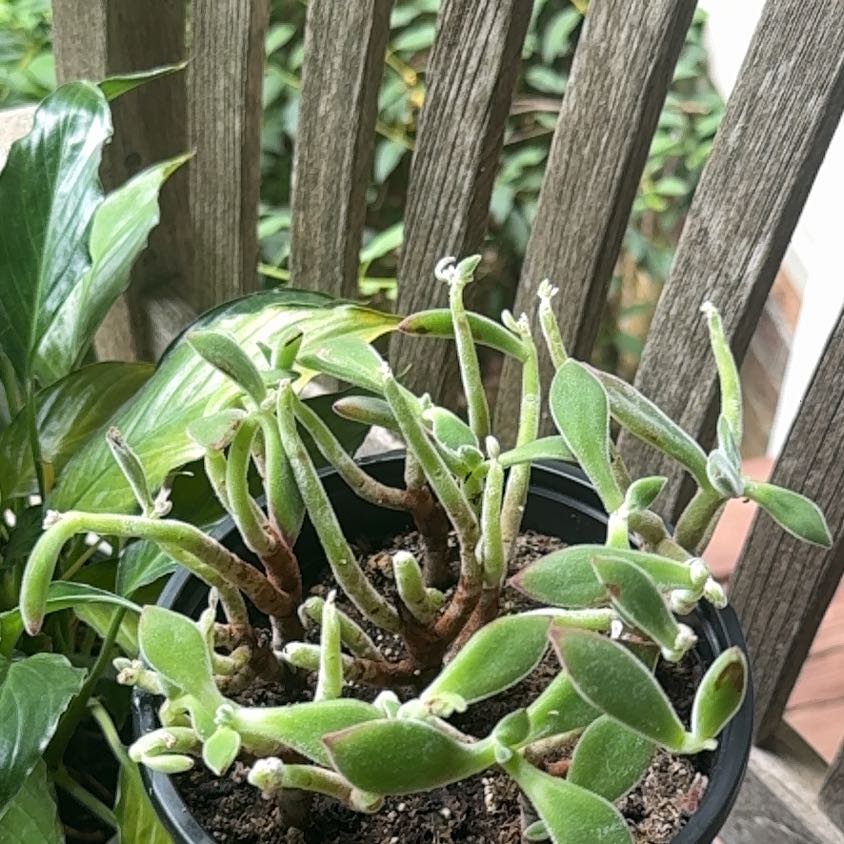 Photo of the plant species Echeveria 'Love's Embers' by @ComradeAnacua9 named Sanders on Greg, the plant care app