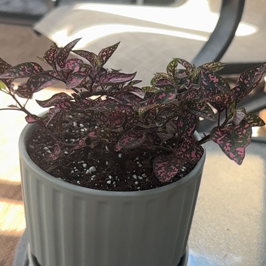 Photo of the plant species Hypoestes 'Lotty Dotty Pink' by @FastRainbow24 named Harry on Greg, the plant care app