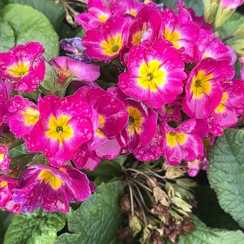 Photo of the plant species Primula Vulgaris by @SavantApricot69 named Einstein on Greg, the plant care app