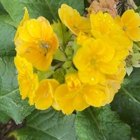 Photo of the plant species Kerria Japonica by @SavantApricot69 named Madonna on Greg, the plant care app