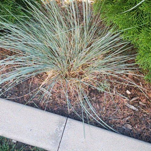 Photo of the plant species Cedros Island Pine by @FabMedeola91 named Naomi on Greg, the plant care app