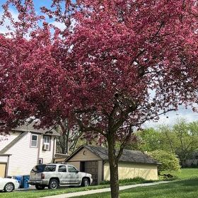 Photo of the plant species Japanese Flowering Cherry by @HotCashew2 named Tree Diddy on Greg, the plant care app