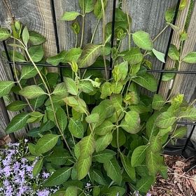 Photo of the plant species Fortune's Spindle by @HotCashew2 named Delilah on Greg, the plant care app