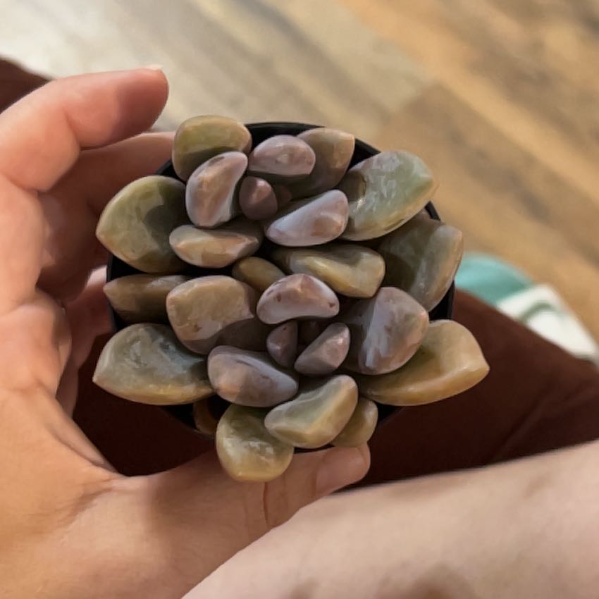 Photo of the plant species Graptopetalum 'Murasaki' by @AbleChervil50 named Bieber on Greg, the plant care app