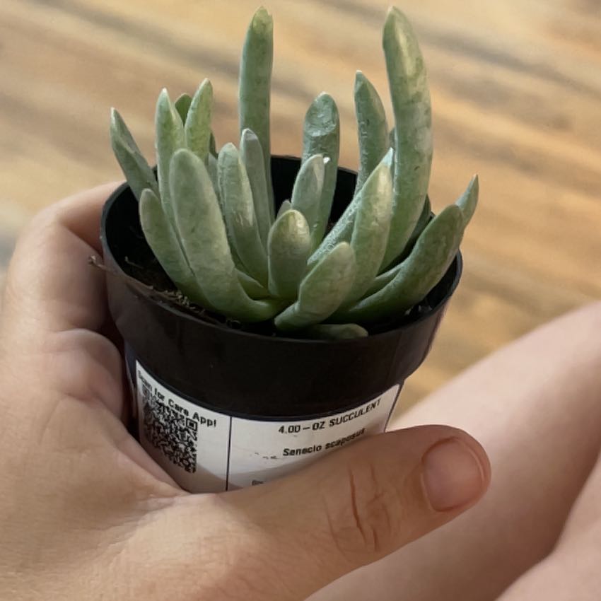 Photo of the plant species Senecio scaposus by @AbleChervil50 named Gaga on Greg, the plant care app