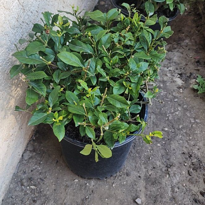 Photo of the plant species Gardenia 'Crown Jewel' by @ProSagebush59 named Athena on Greg, the plant care app