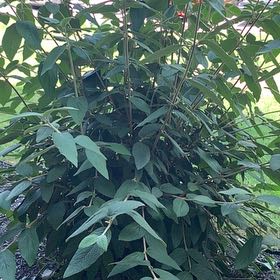 Photo of the plant species Wrinkled Viburnum by @BigChisme85 named Kardashian on Greg, the plant care app