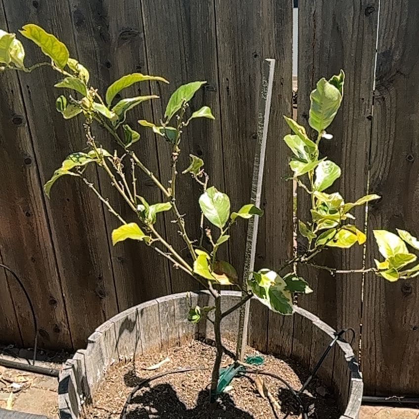 Photo of the plant species Verigated Pink Eureka Lemon Tree by @JauntyLlavea71 named Zeus on Greg, the plant care app