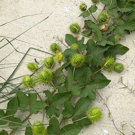 Photo of the plant species Fringed Passionflower by @WhizDogrose60 named Bieber on Greg, the plant care app