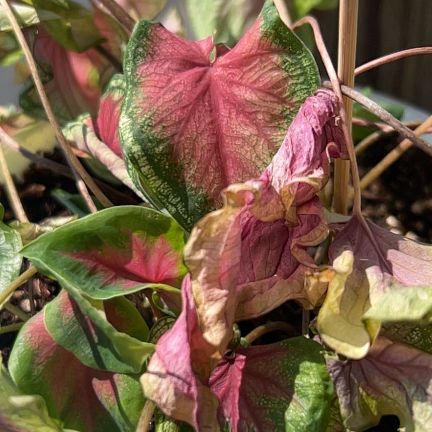 Photo of the plant species Caladium 'Pink' by @HappyFicus49 named Darwin on Greg, the plant care app