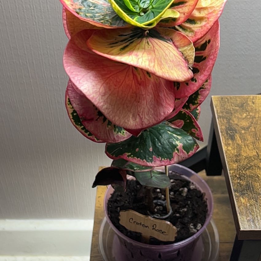 Photo of the plant species Croton Rose by @HappyFicus49 named Sonora on Greg, the plant care app