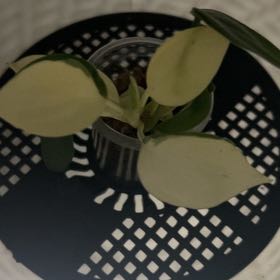 Photo of the plant species Philodendron 'Gabby' by @HappyFicus49 named Fernie Saunders on Greg, the plant care app