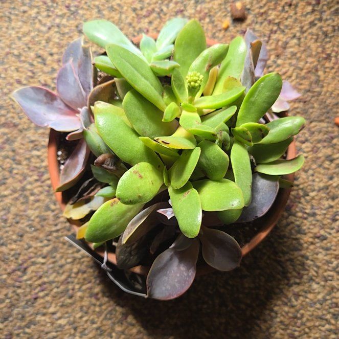 Photo of the plant species Succulent by @KookyAgarito83 named Marley on Greg, the plant care app