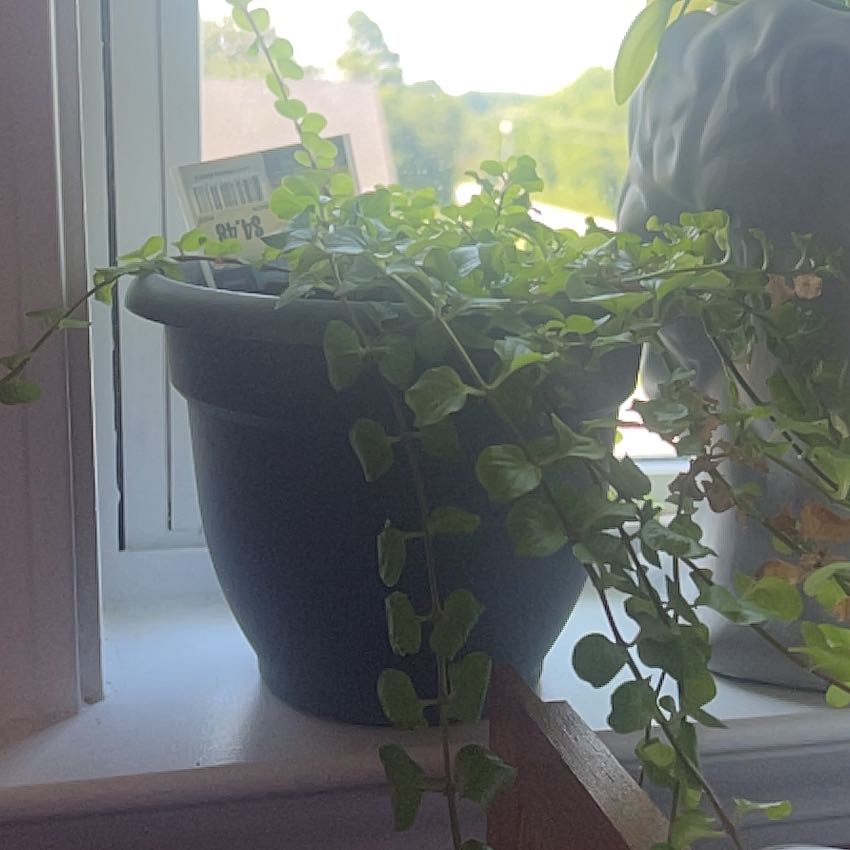 Photo of the plant species Goldilocks Creeping Jenny by @TopdogLuckyred named Sigmund on Greg, the plant care app