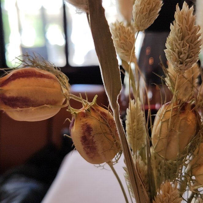 Photo of the plant species Gomphocarpus Physocarpus by @ExpertMugwort44 named Aria on Greg, the plant care app