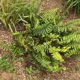 Photo of the plant species Sickle Fern by @ChummyWavycap42 named Surya on Greg, the plant care app