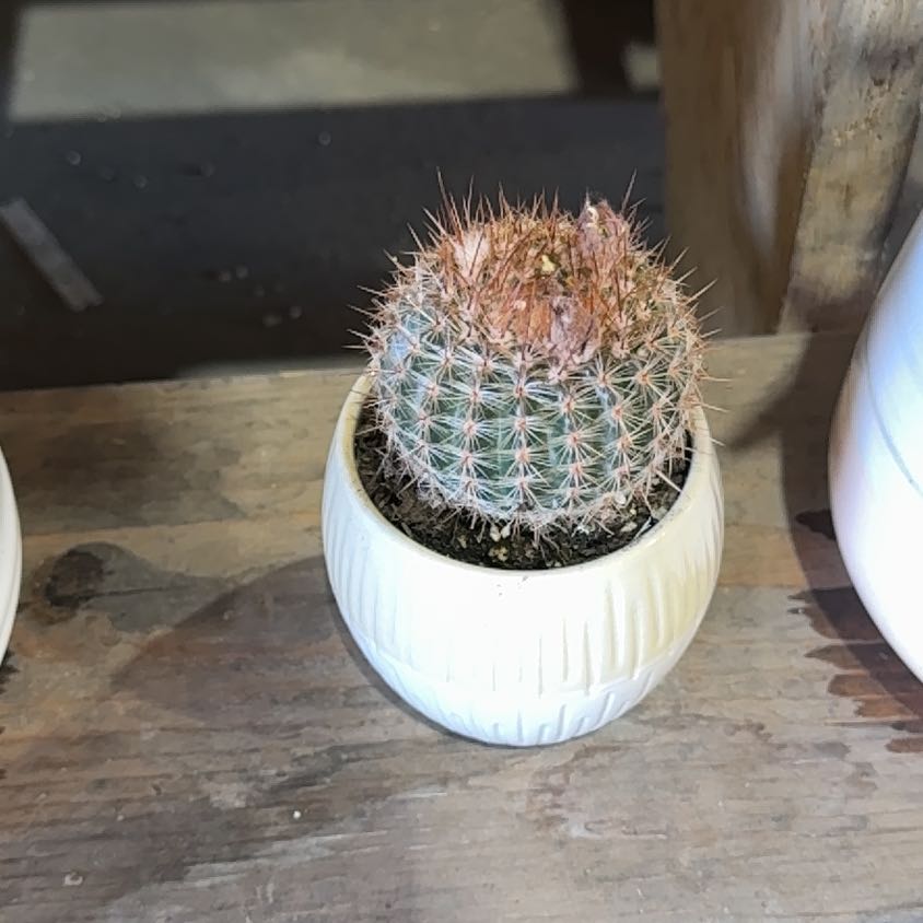 Photo of the plant species Parodia x erubescens by @TutorMorombe95 named Gregarious on Greg, the plant care app