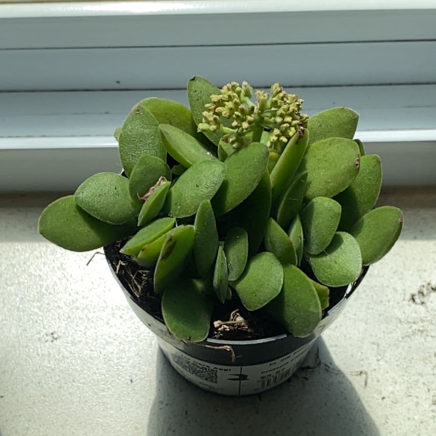 Photo of the plant species Crassula platyphylla 'Mini' by @SunnyPepper47 named Hemingway on Greg, the plant care app