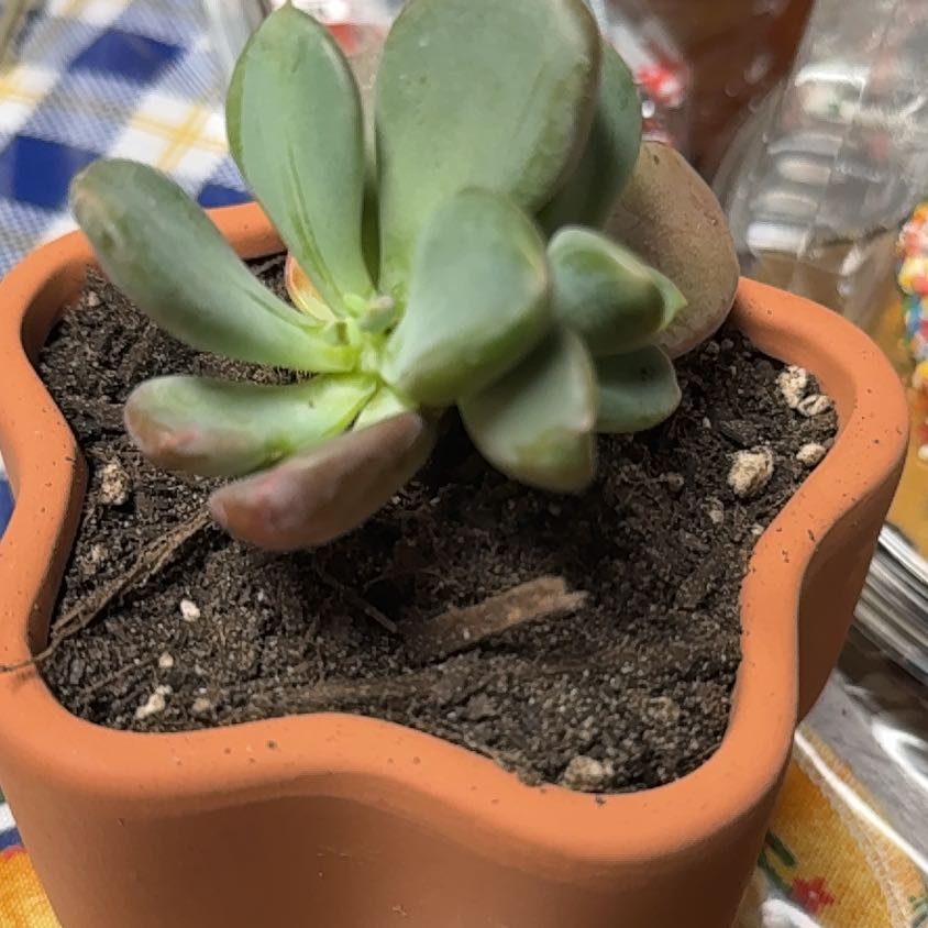 Photo of the plant species Pachyveria 'Nay Alma' by @VipLoquat20 named Athena on Greg, the plant care app