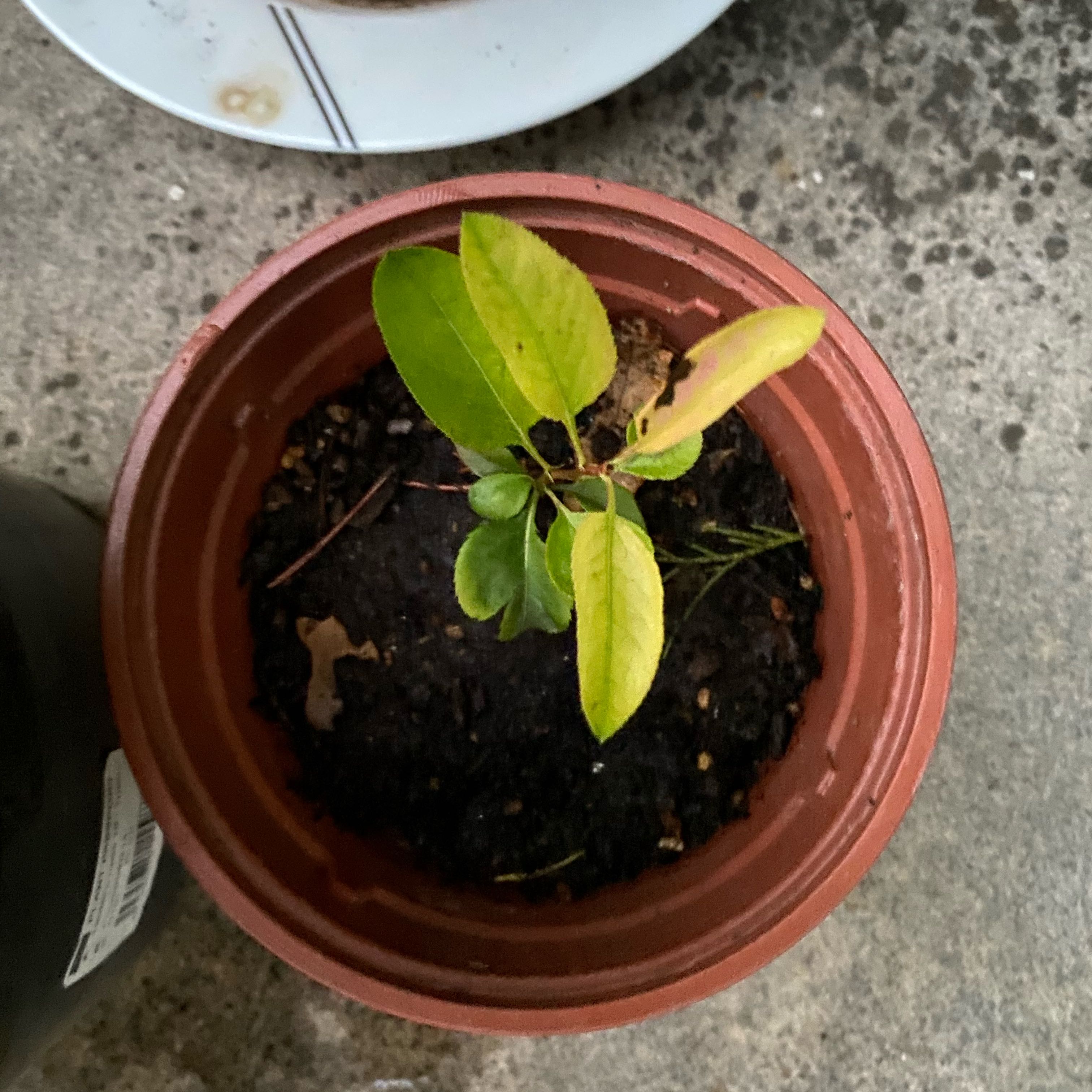 Photo of the plant species Pyrus 'Prem' by @PoshPinkball78 named Pera on Greg, the plant care app