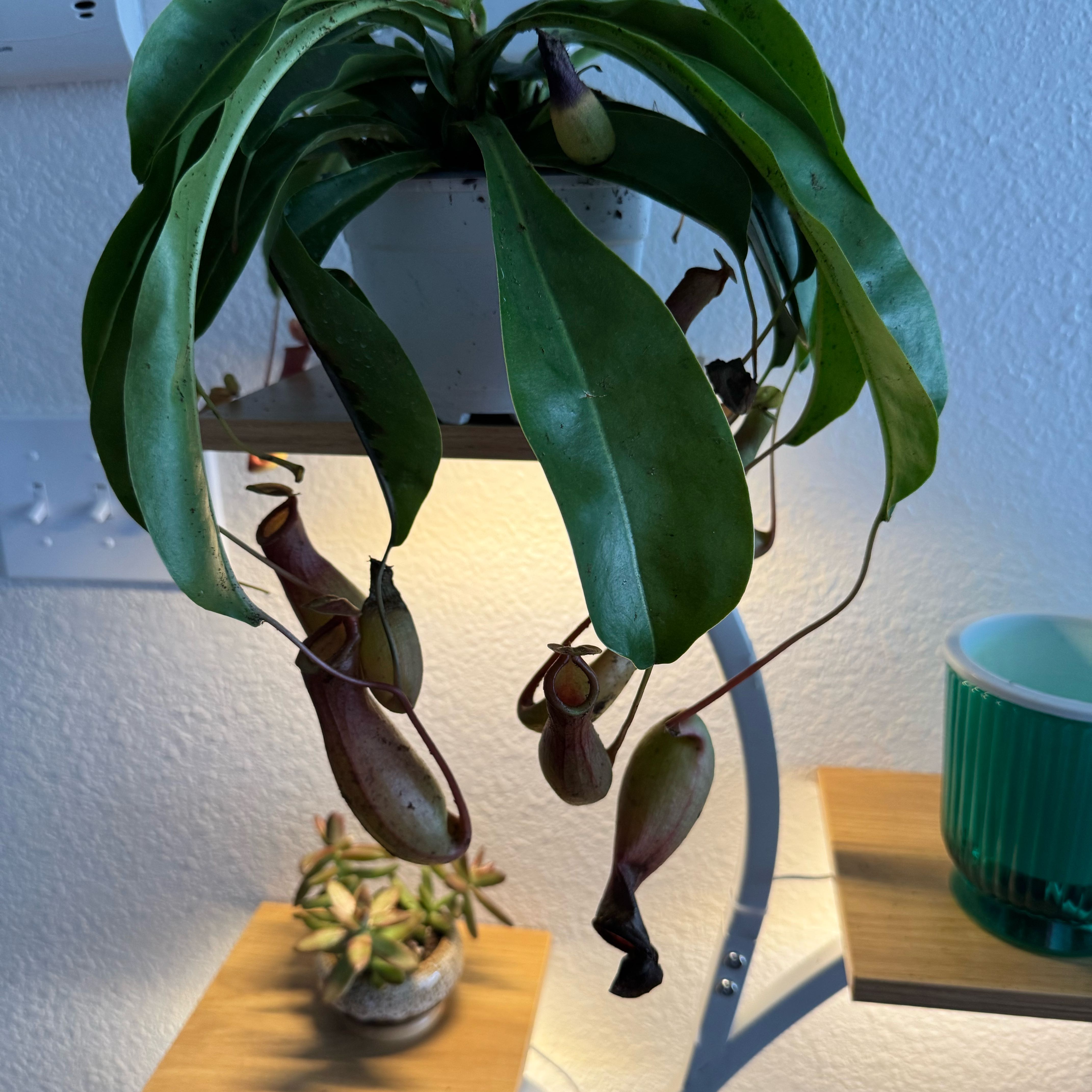 Photo of the plant species Nepenthes ventricosa Pitcher Plant by @HipPuriri85 named Morticia on Greg, the plant care app