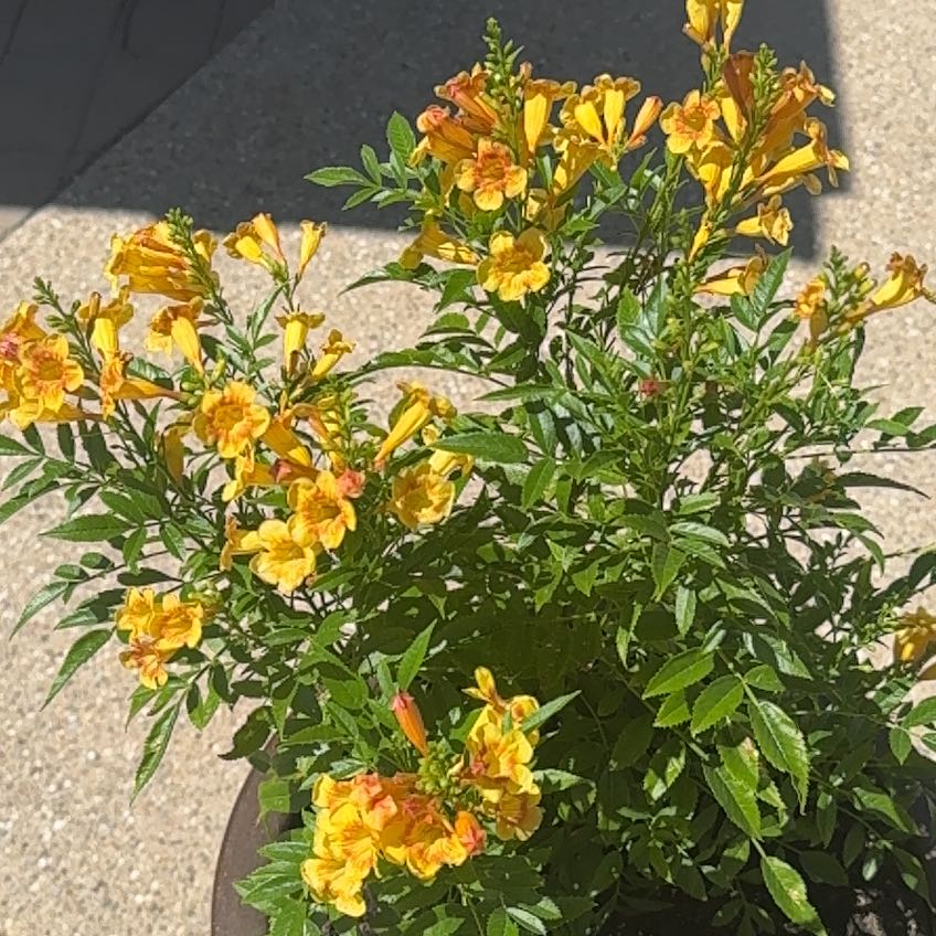 Photo of the plant species Sparklette Esperanza by @WillBrunfelsia named Oscar on Greg, the plant care app