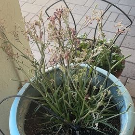 Photo of the plant species Yellow Kangaroo Paw Fern by @WillBrunfelsia named Denali on Greg, the plant care app