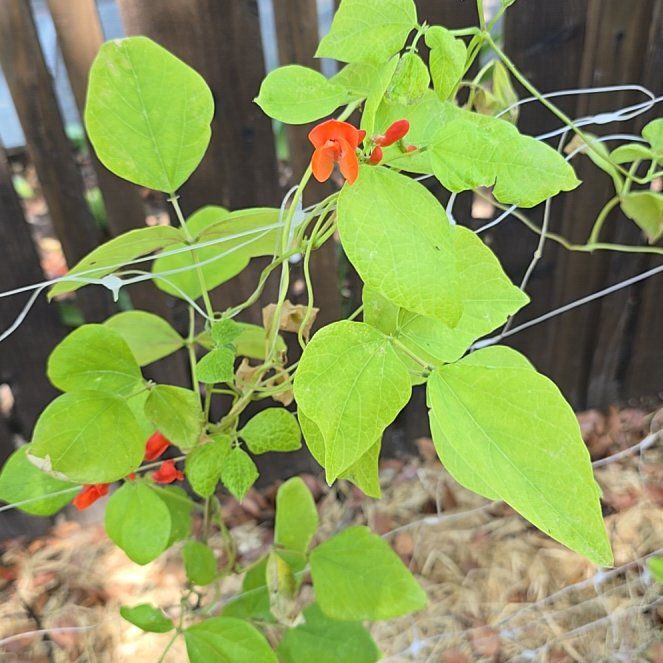 Photo of the plant species Runner Bean by @SingularComet44 named Figyonce on Greg, the plant care app