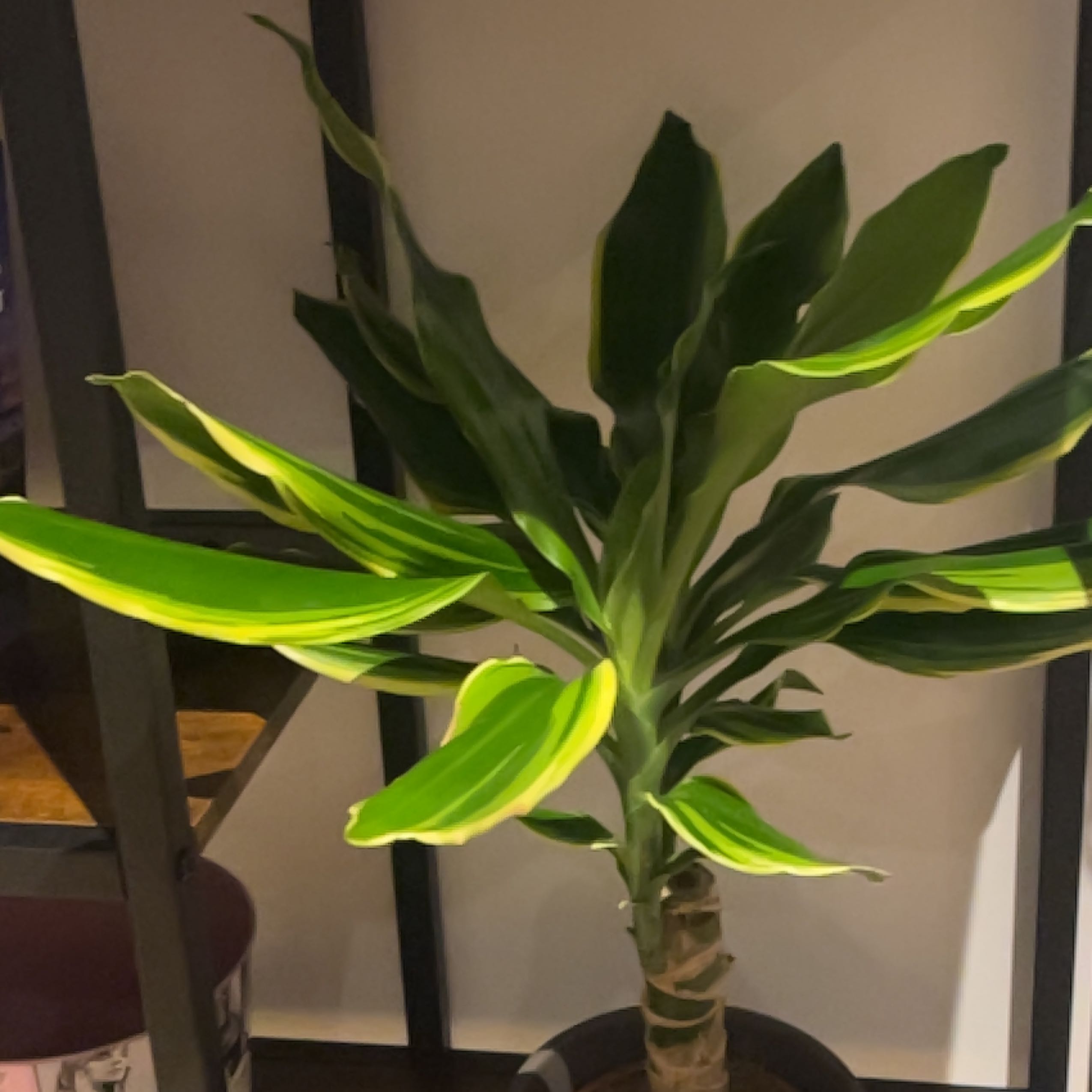 Photo of the plant species dragon tree golden coast by @PerkyAmurcherry named Dragon Tree on Greg, the plant care app