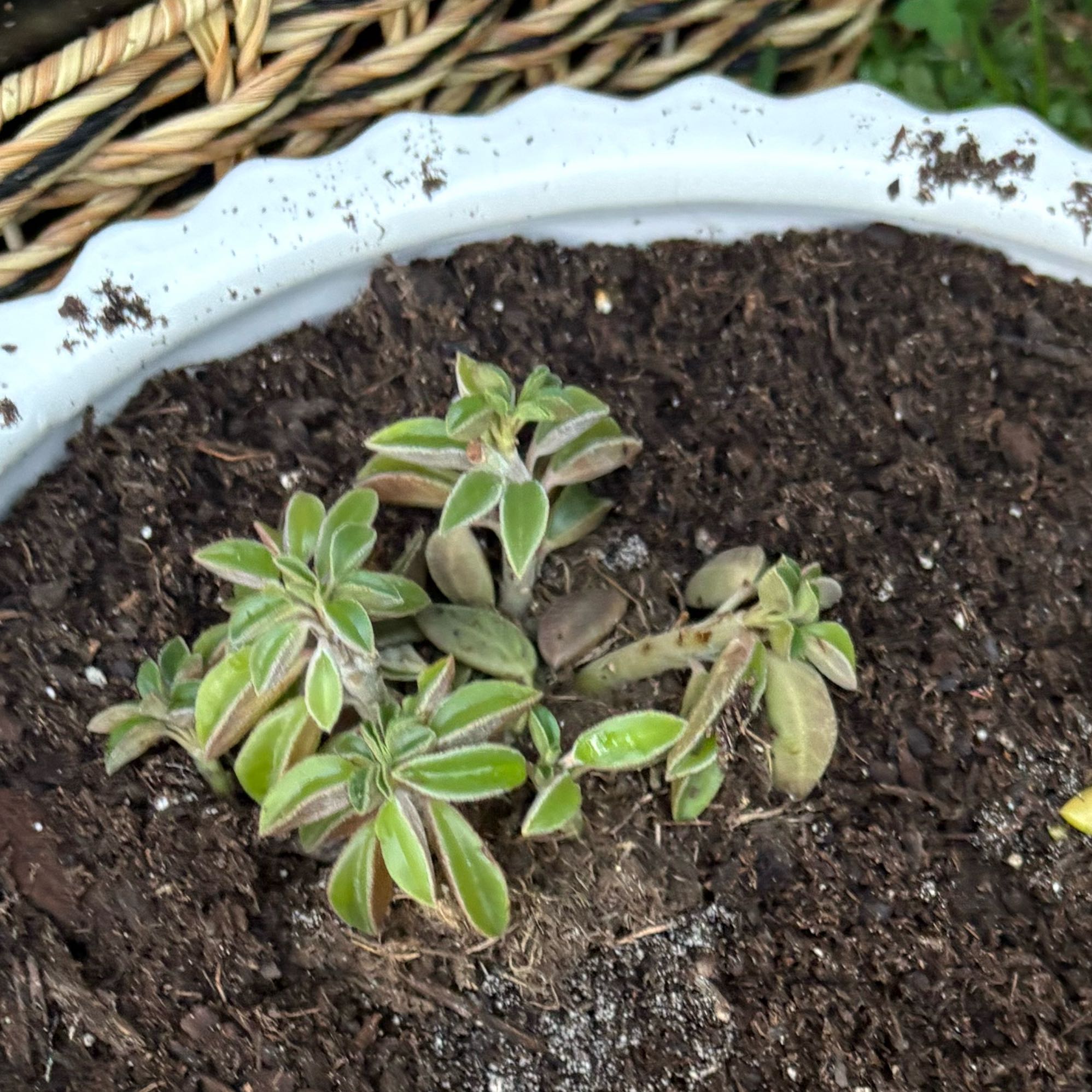 Photo of the plant species Peperomia asperula by @SapientWoreya37 named Peppy on Greg, the plant care app