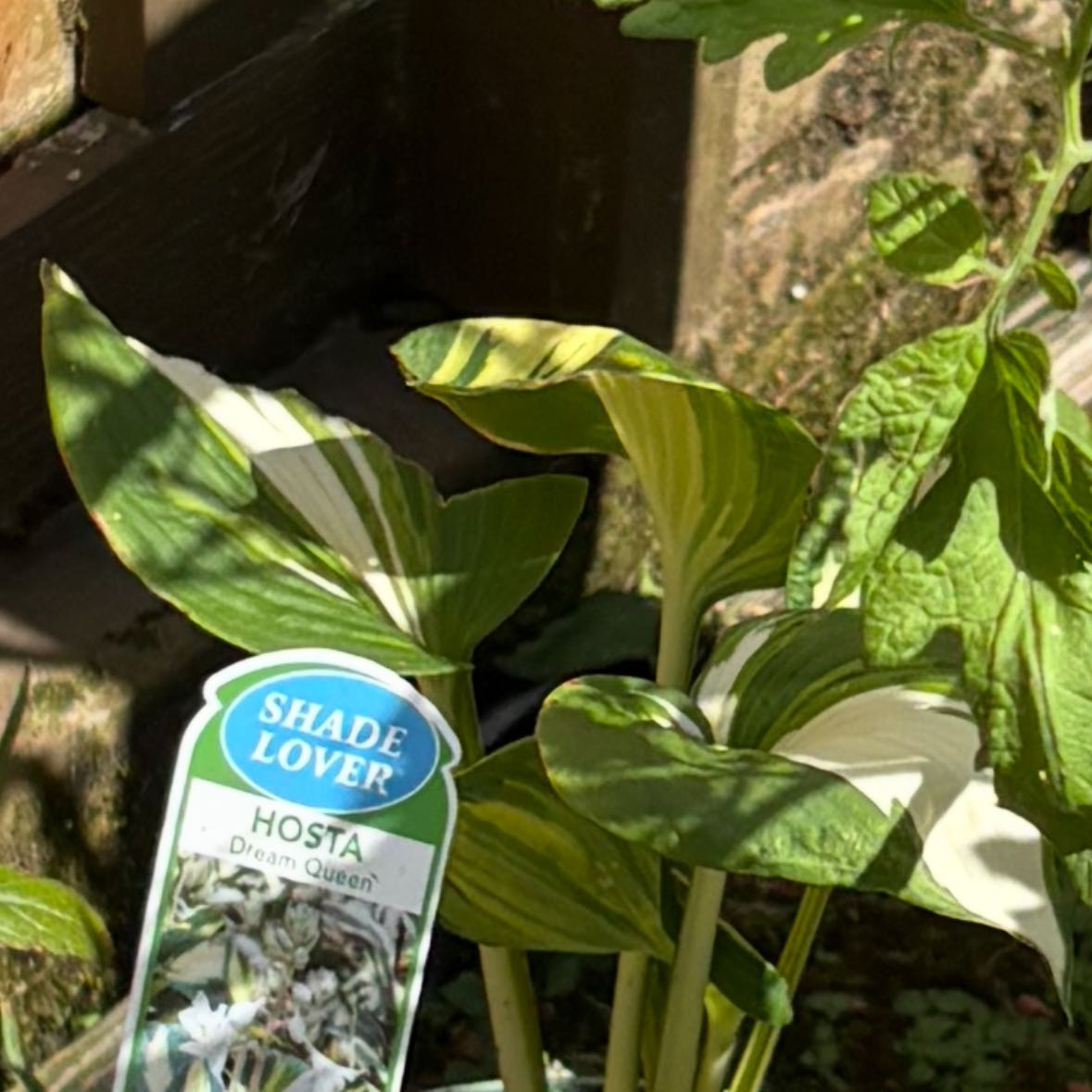 Photo of the plant species Dream Queen Hosta by @SapientWoreya37 named Florabel on Greg, the plant care app