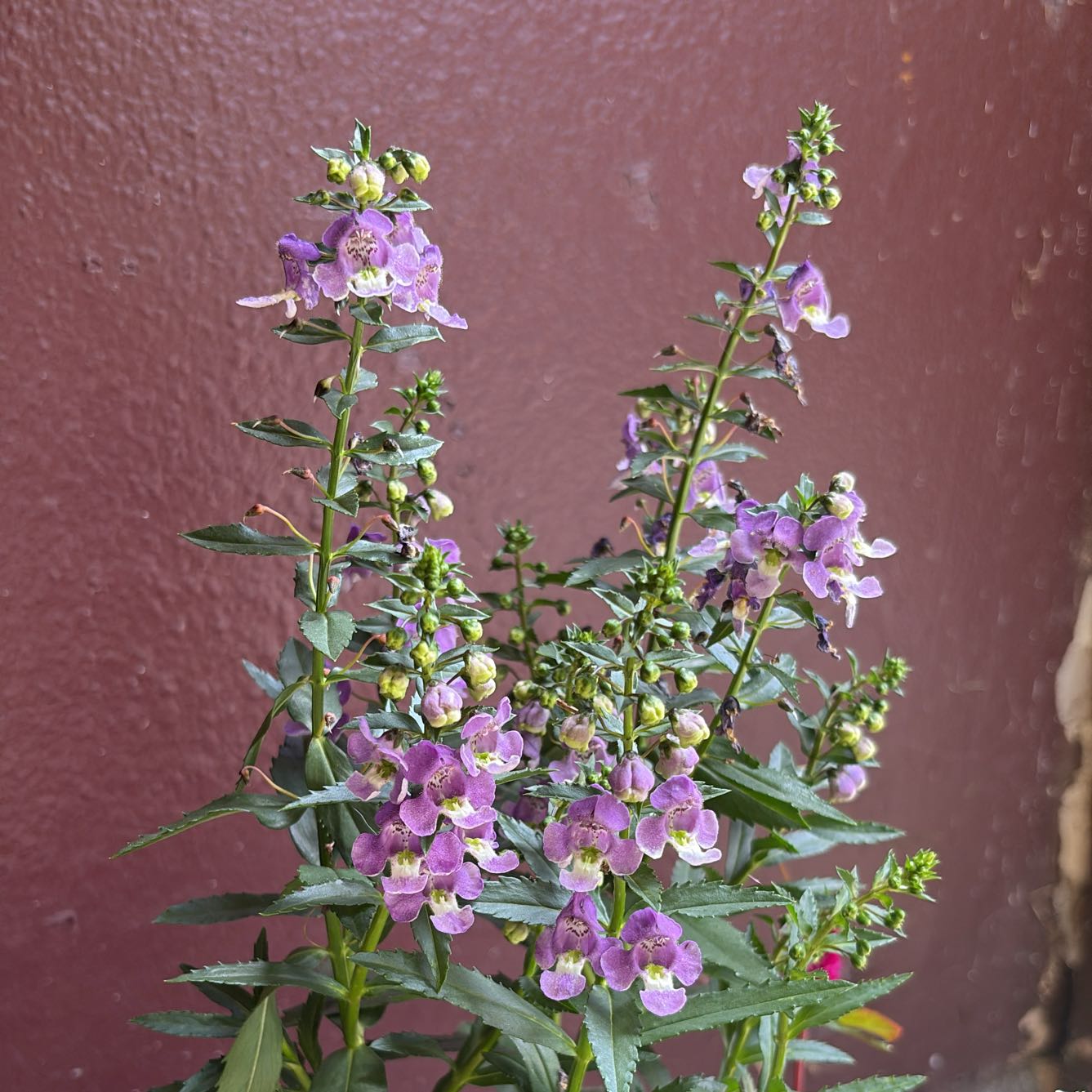 Photo of the plant species Summer Snapdragon by @SapientWoreya37 named Amethyst on Greg, the plant care app