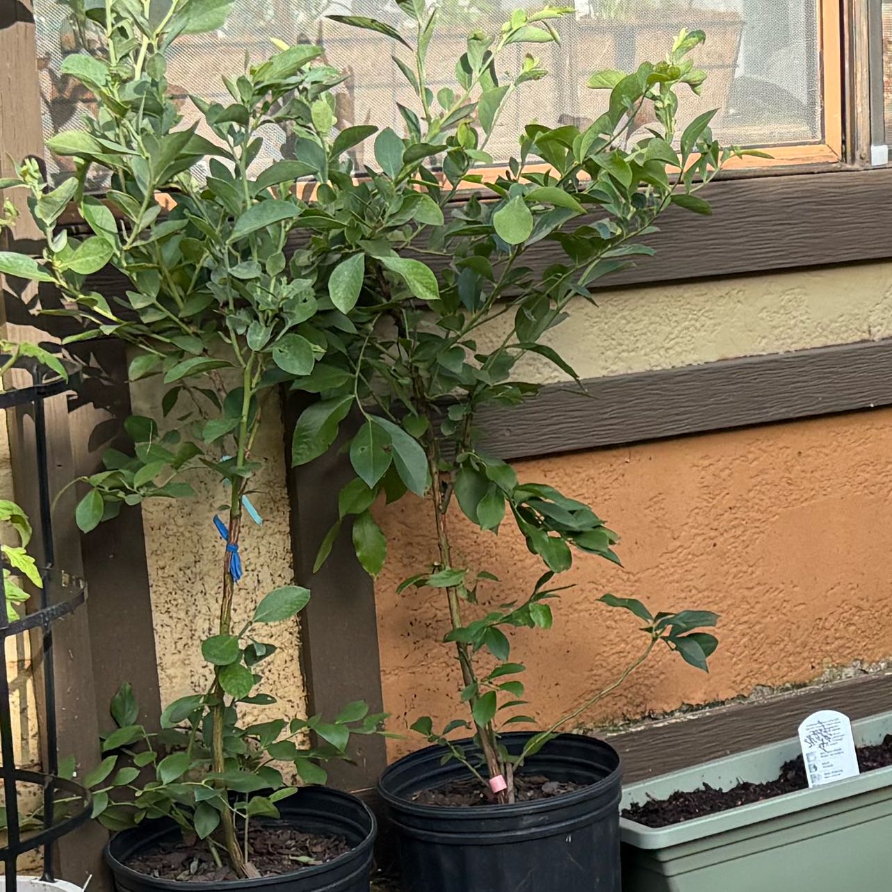 Photo of the plant species Blueberry by @SapientWoreya37 named Blue and Berry on Greg, the plant care app
