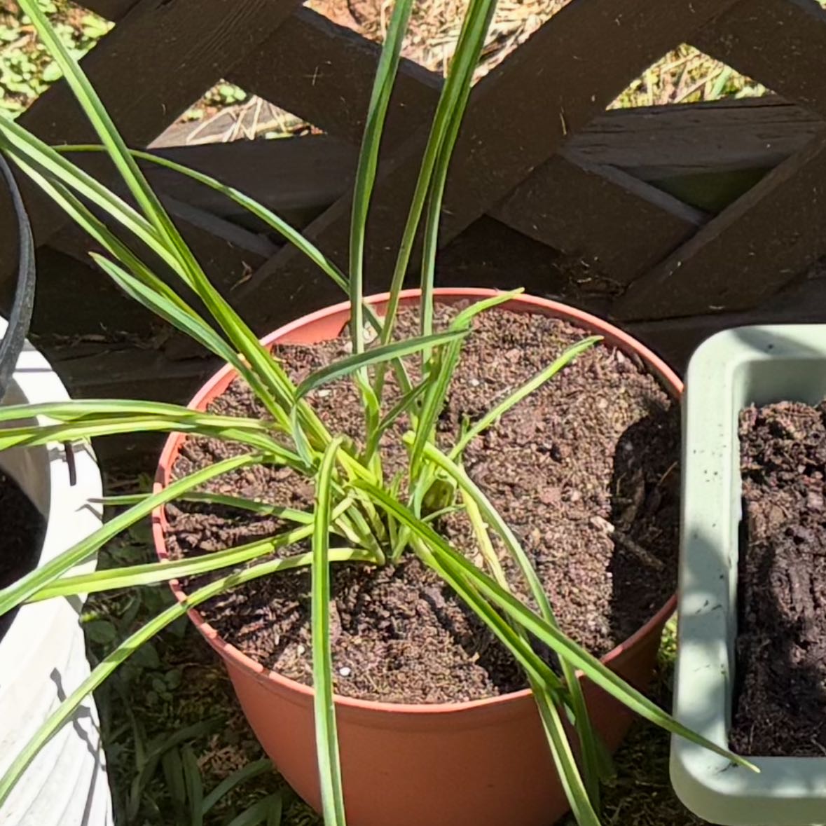 Photo of the plant species Mother's Day Lily by @SapientWoreya37 named Zoe on Greg, the plant care app