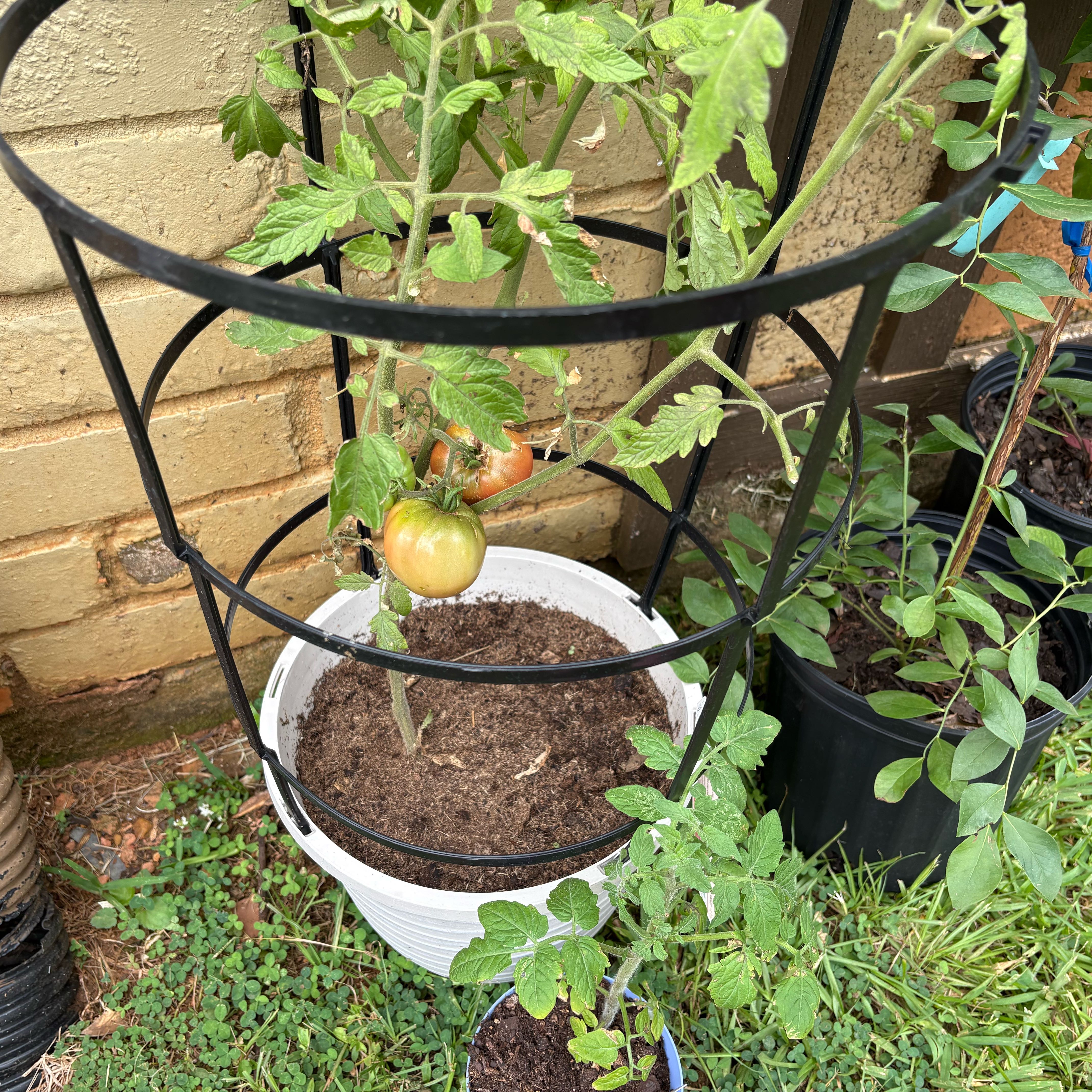 Photo of the plant species Cherokee Purple Tomato by @SapientWoreya37 named Aiyana on Greg, the plant care app
