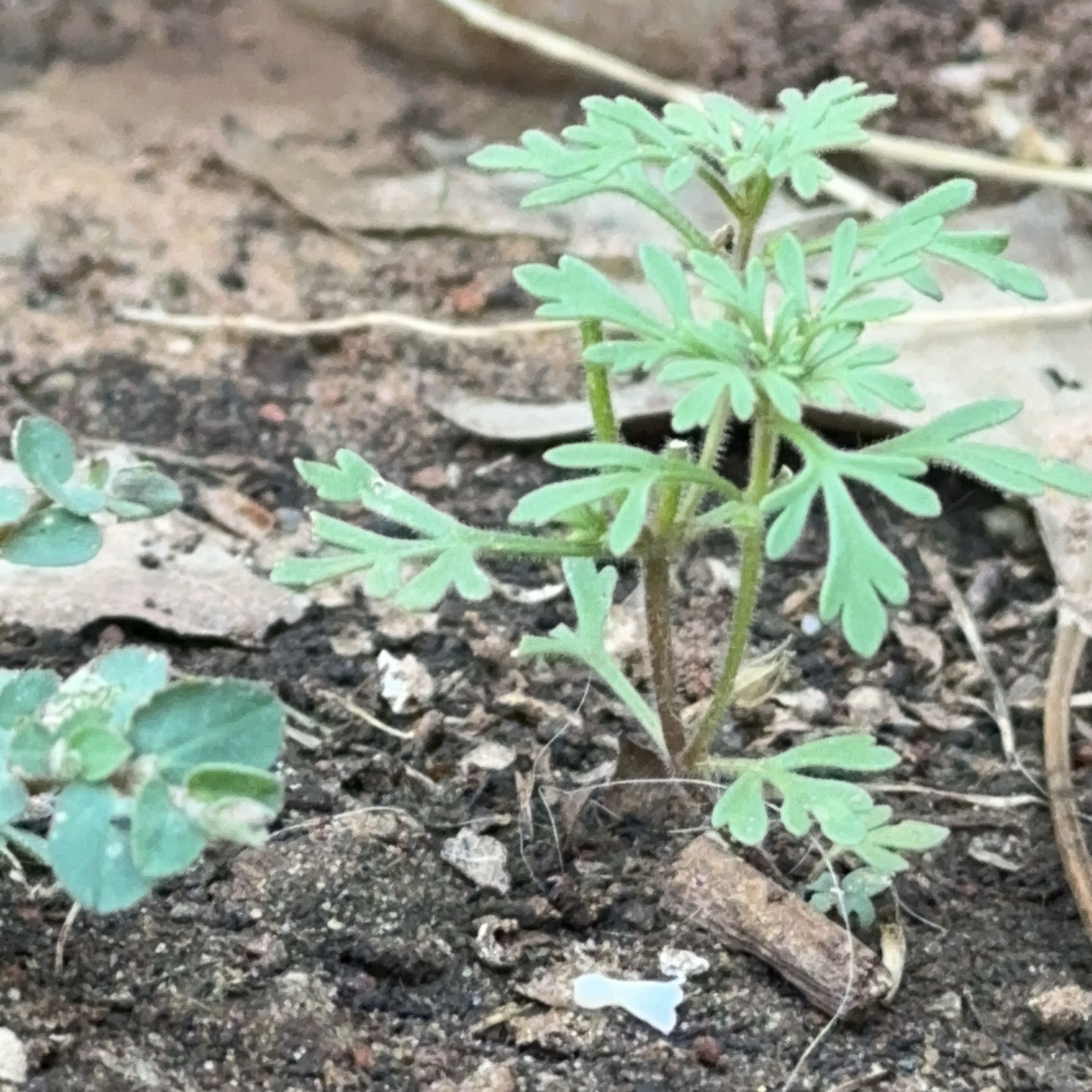 Photo of the plant species Narrow-Leaf Paleseed by @PositivePecan93 named Mollie on Greg, the plant care app