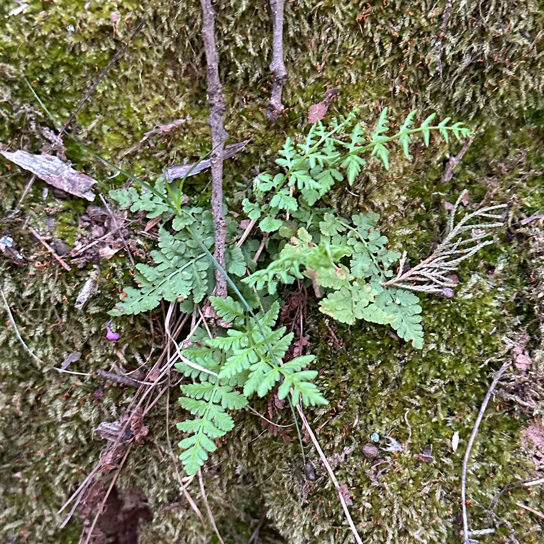 Plant care for Oregon cliff fern on Greg, the plant care app