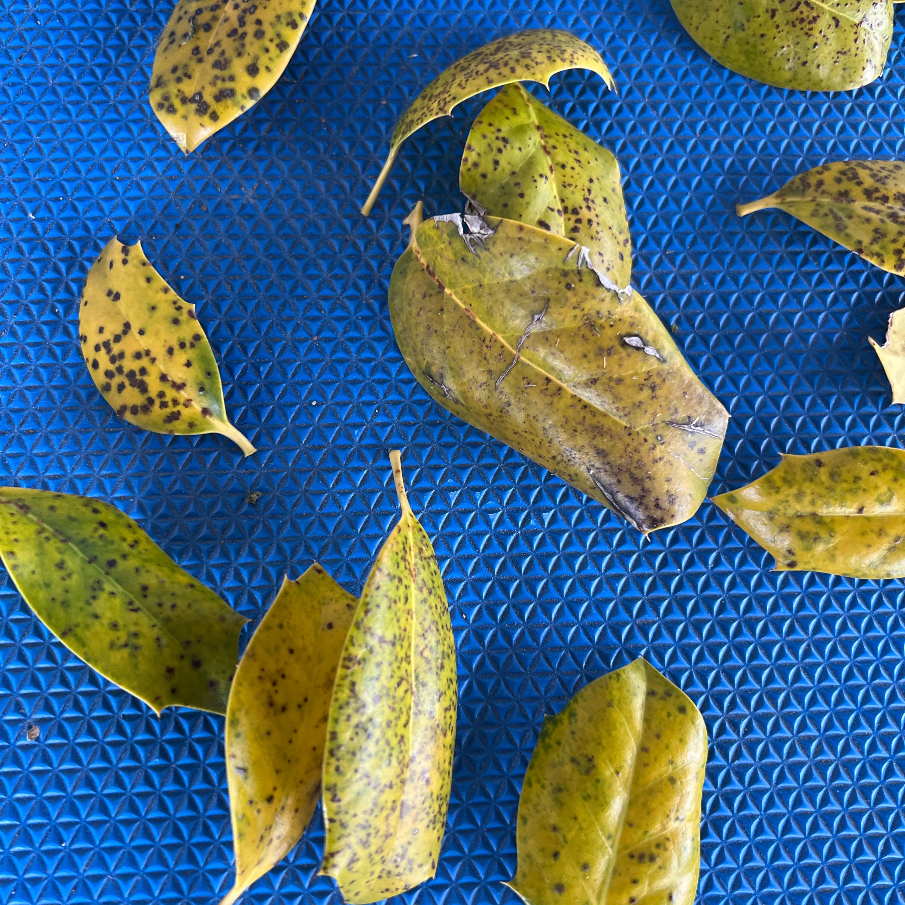 Photo of the plant species Thorny Olive by @SanguineSalsa named Treeyoncé on Greg, the plant care app