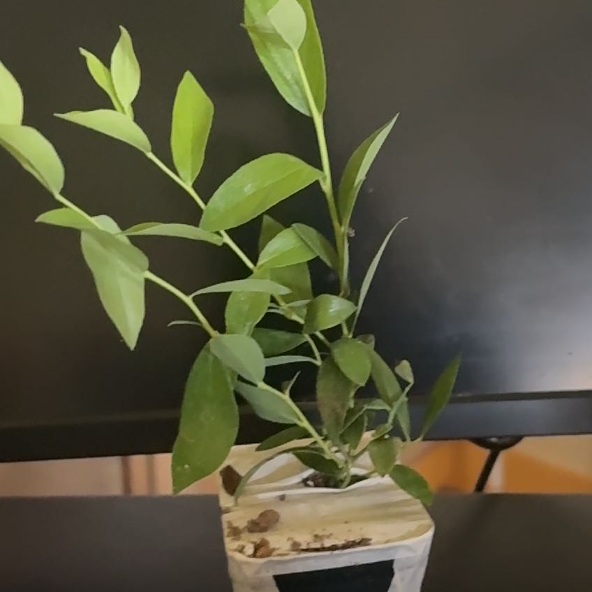 Photo of the plant species Pink Lemonade Blueberry by @YeveKalanchoe66 named Hamilton on Greg, the plant care app