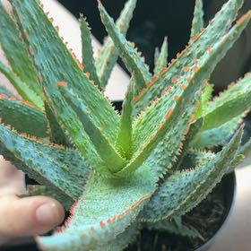 Photo of the plant species Aloe 'Purple People Eater' by @YiftCoccoon32 named ChloroPhil on Greg, the plant care app