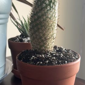 Photo of the plant species Coryphantha erecta by @SummeryWavycap6 named Winston on Greg, the plant care app