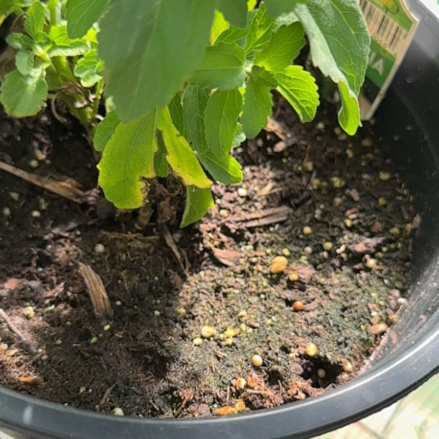 Photo of the plant species Rose Stevia by @MotherMaypop40 named Orwell on Greg, the plant care app