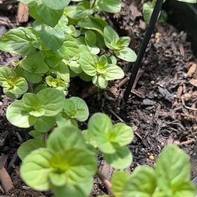 Photo of the plant species Orange Mint by @MotherMaypop40 named Shakira on Greg, the plant care app