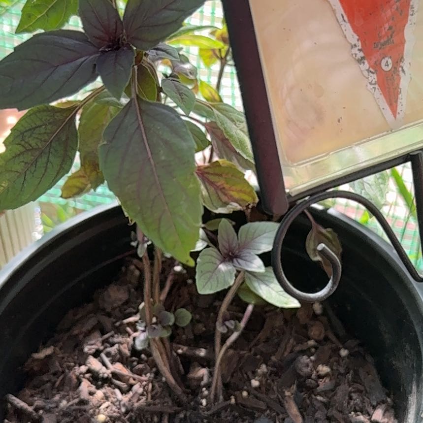 Photo of the plant species Red Rubin Basil by @MotherMaypop40 named Lola on Greg, the plant care app
