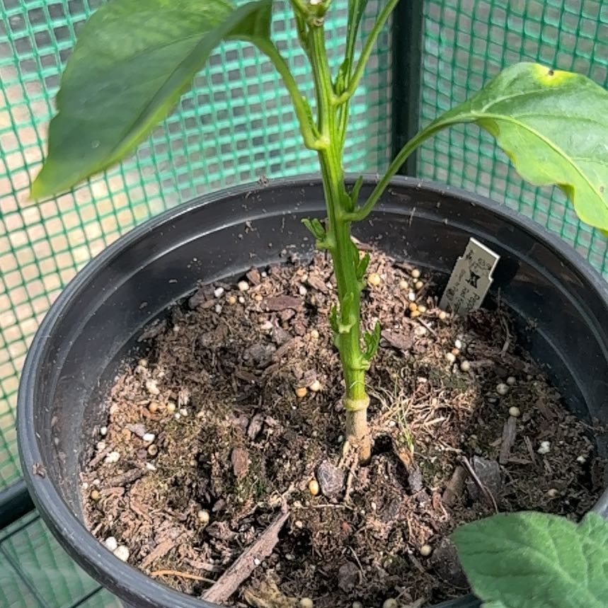 Photo of the plant species Red Knight Pepper by @MotherMaypop40 named Hamilton on Greg, the plant care app